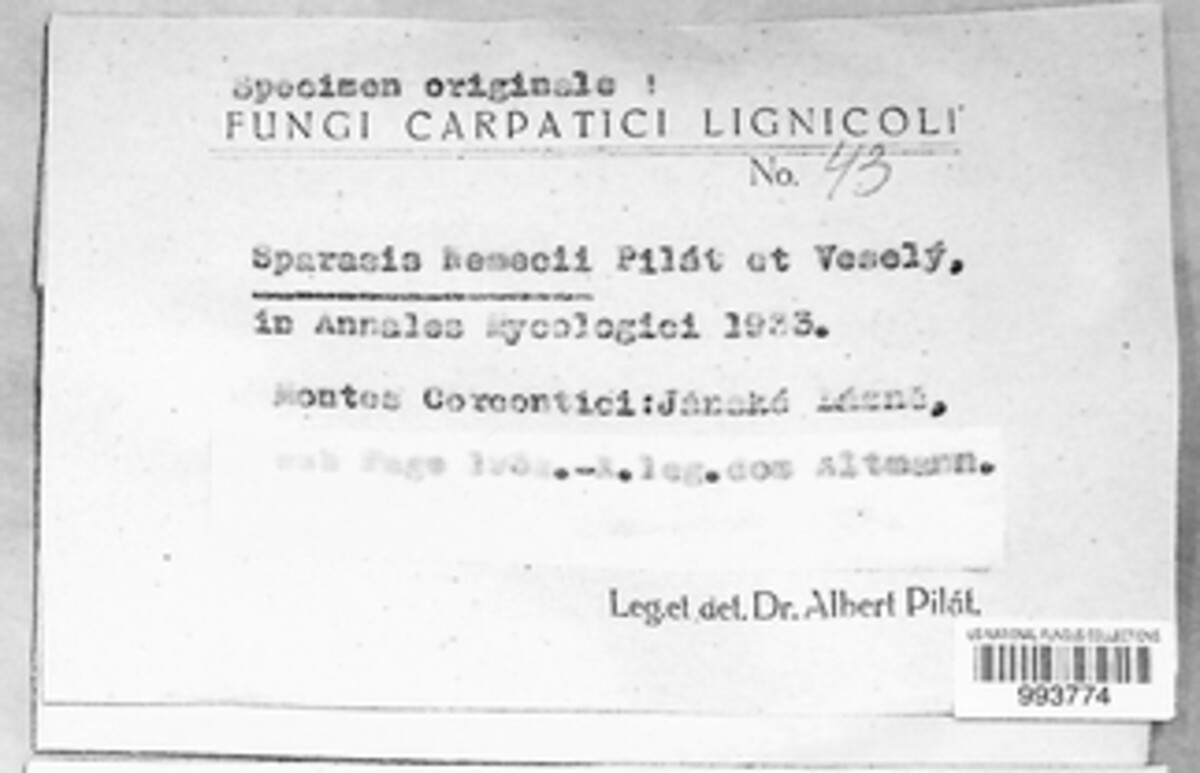 Sparassis brevipes image
